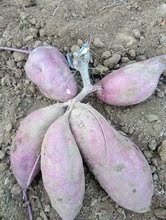 红薯价格_今日最新红薯价格行情走势