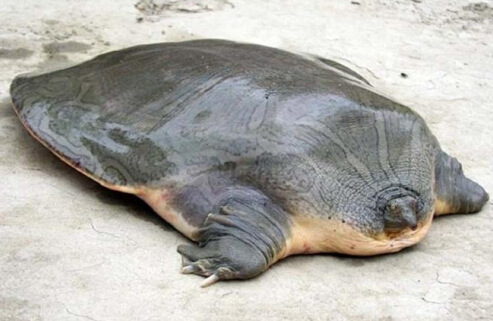 鼋:这是一种巨大的淡水物种,它们生活在亚洲地区,而且能够长到大约