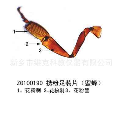 捕捉足装片(螳螂) 节肢动物门 动植物切片标本 教学显微镜玻片
