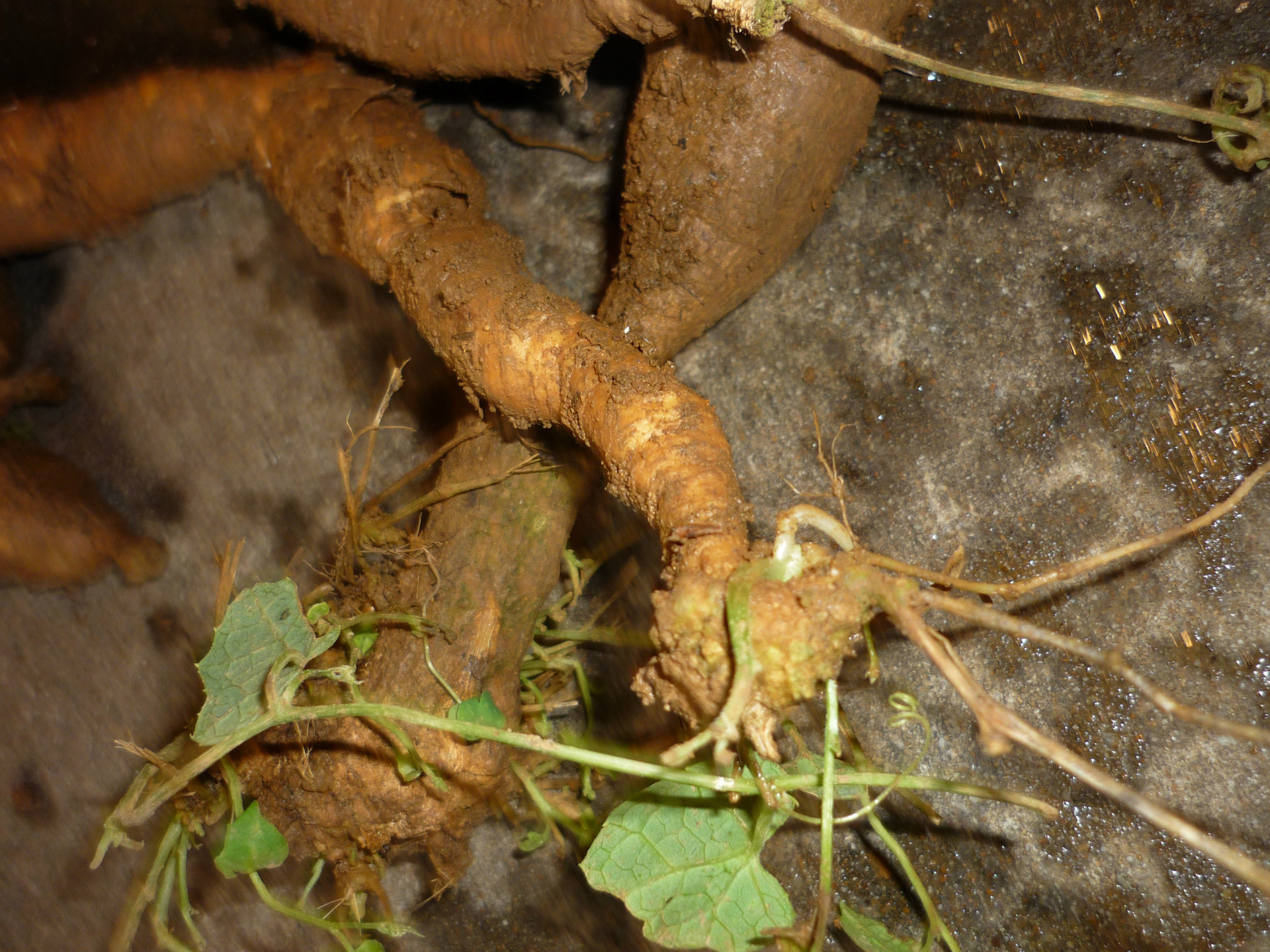 特色品种 红参果 红蜜果 红参果苗 厂家批发