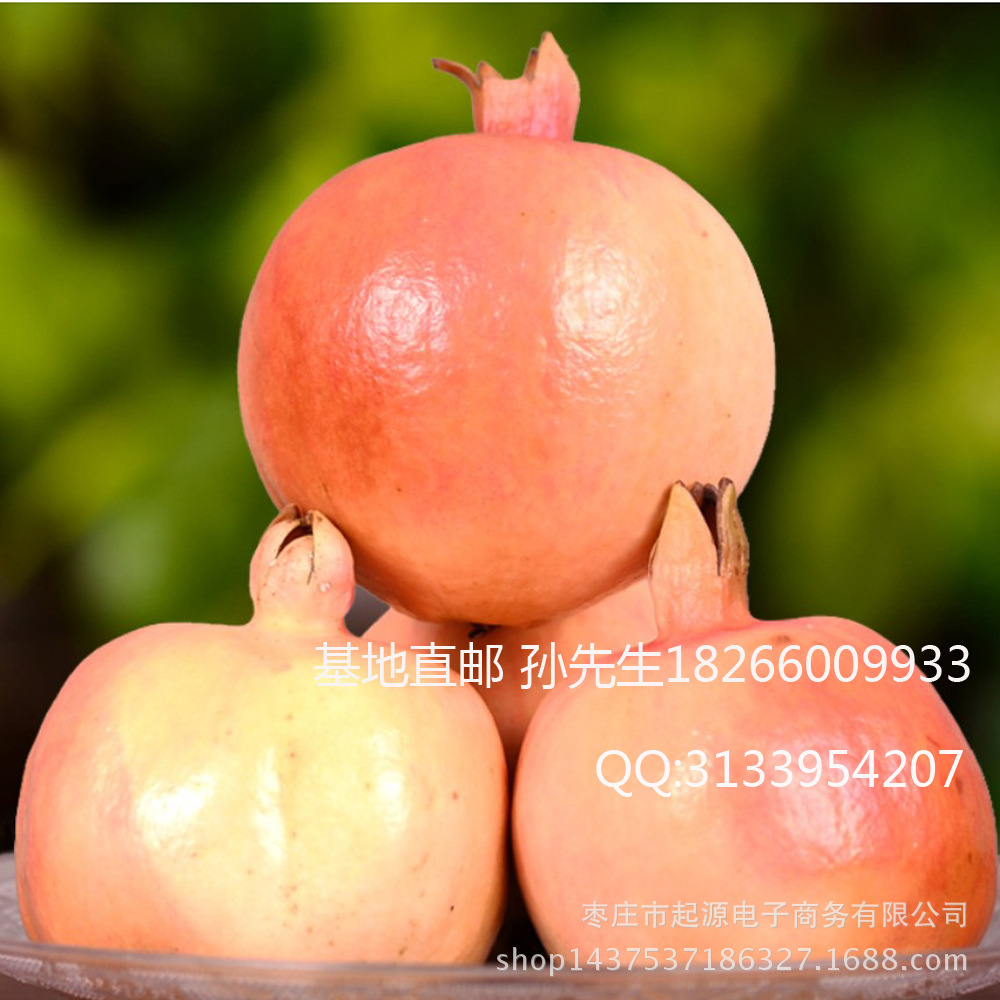 基地直销石榴果大青皮甜石榴小苗大量现货甘甜多汁薄皮软籽石榴