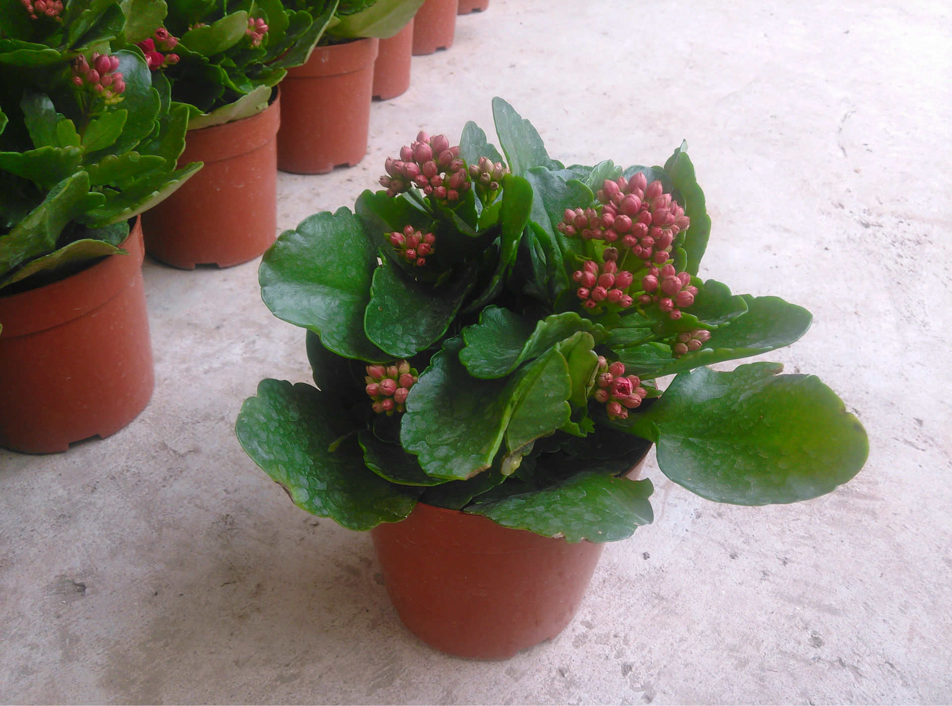 基地直供 长寿花 90a 110a 130a 三种杯径 年宵花大量上市