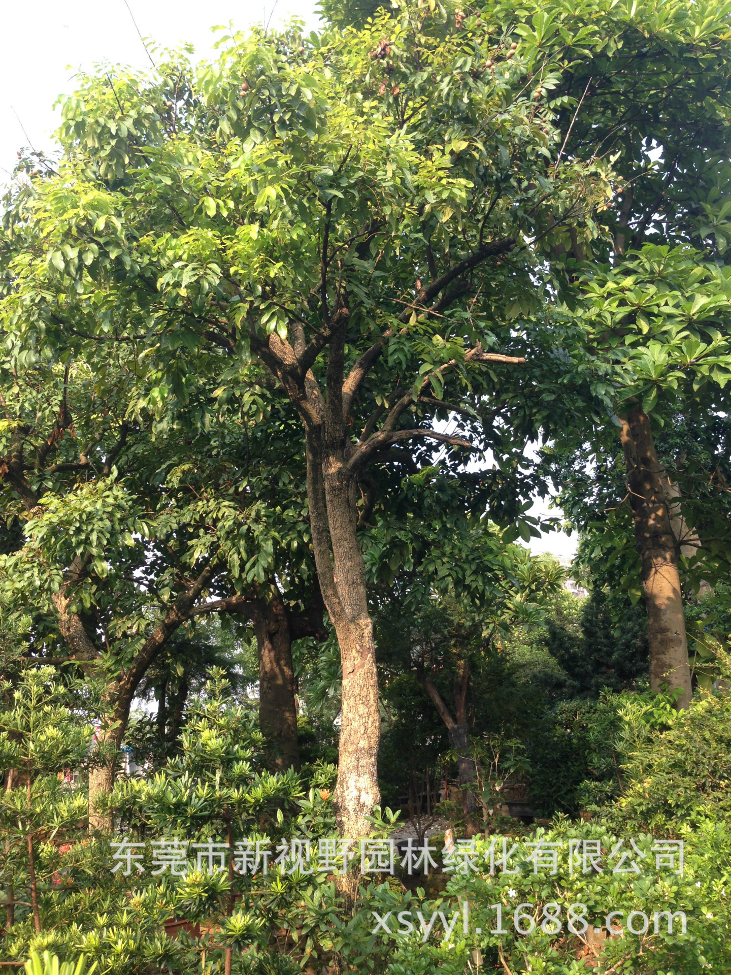 供应15-20公分龙眼树嫁接龙眼石硖龙眼储良龙眼树苗桂圆树苗