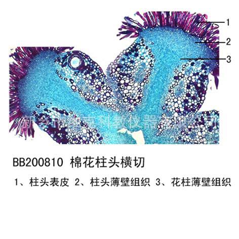 【工厂直供】棉花柱头纵切生物切片植物类 花及花的生长 显微镜用