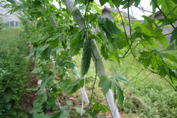 特色蔬菜种子珍珠瓜苦瓜凉瓜种籽子疙瘩绿黑色苦瓜种子种苗四季种