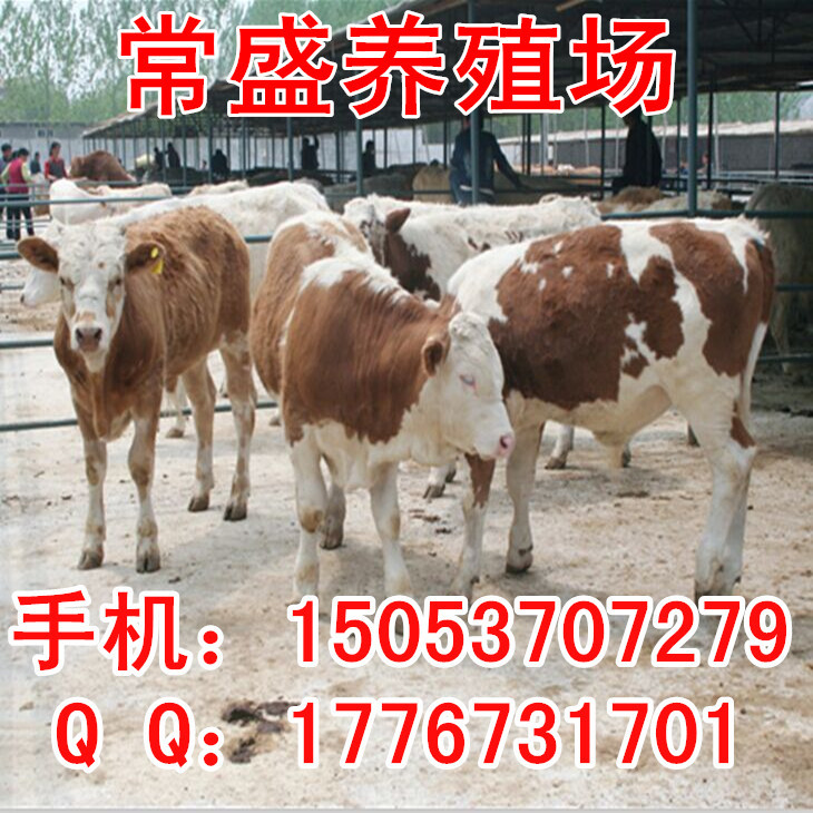 七台河职业学院_七台河养奶牛收入多少(3)