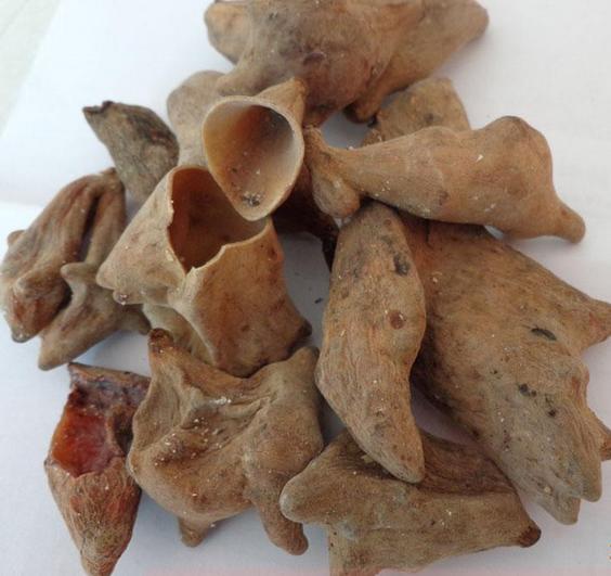 五倍子提取物101盐肤木提取物森冉生物