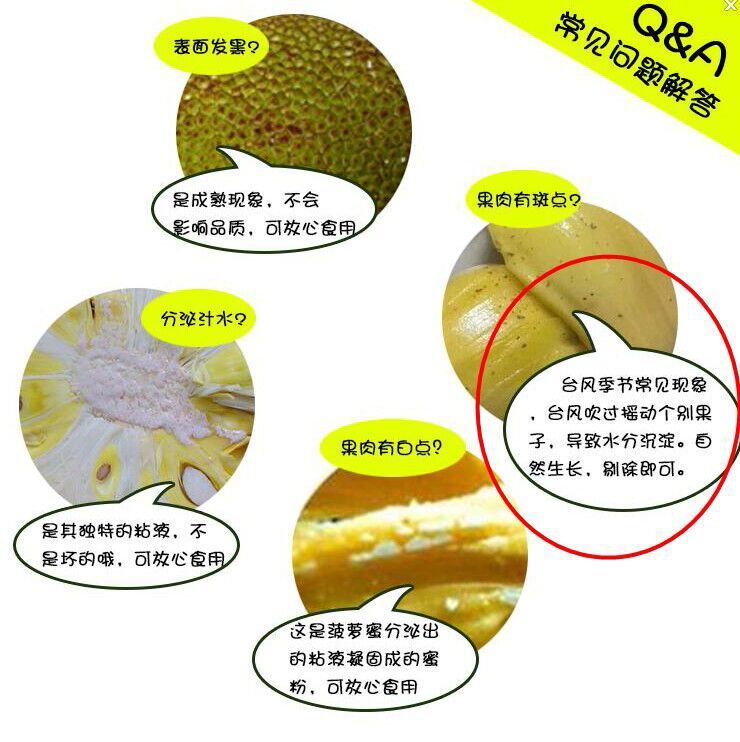 海南菠萝蜜20斤新鲜树上熟木波罗热带水果顺丰包邮