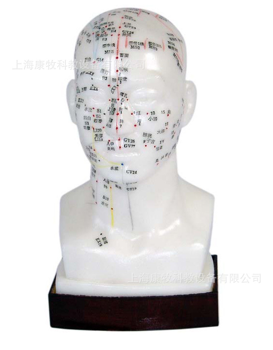 头针灸模型 20cm