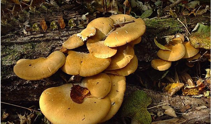 东北特产 长白山野生元蘑 手撕冻蘑 炖鸡煲汤鲜美冬菇 当年新货