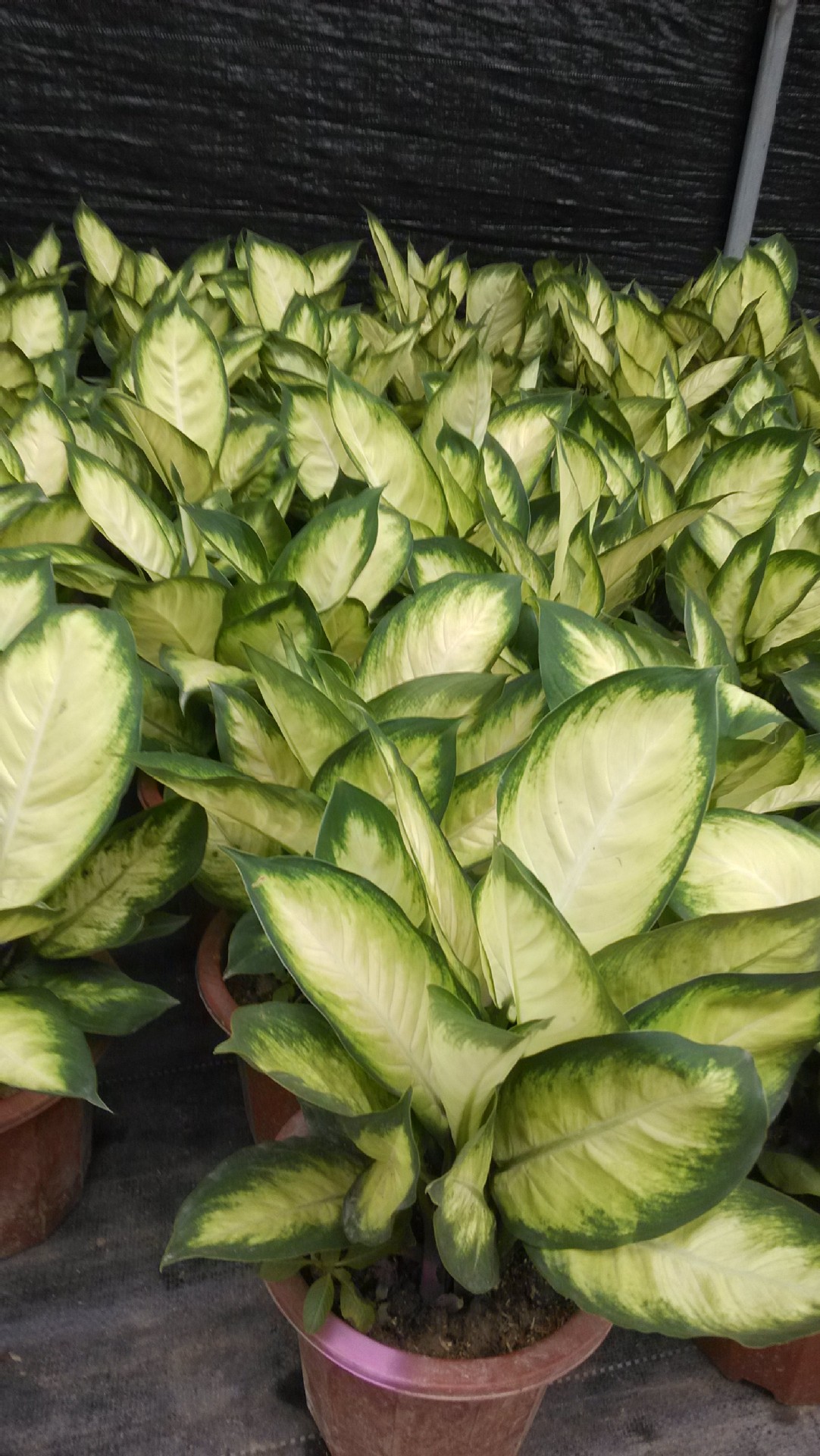 玛丽安花叶万年青银斑万年青吸收甲醛绿化植物