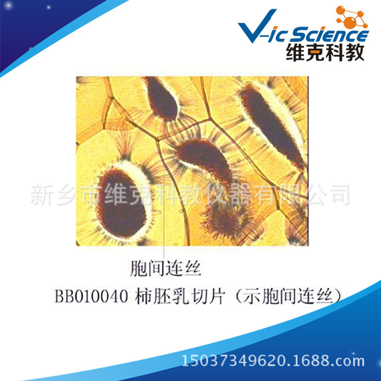 胞间连丝 生物切片 植物学类 细胞与组织 高中生物显微玻片
