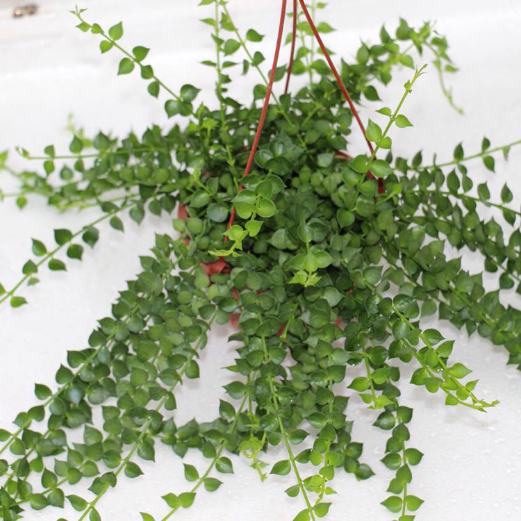 【基地直销】批发观叶植物小盆栽垂 吊盆栽 六角吊盆一串心