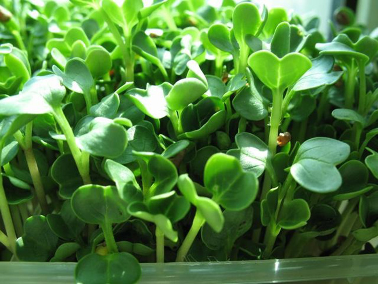 水果青萝卜芽苗菜种子青萝卜苗菜籽蔬菜苗菜四季种植阳台生吃蘸酱