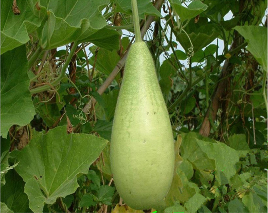 正源早生瓠子瓜 种子蒲瓜 圆瓠子 菜葫芦 户瓜种子 耐热耐寒