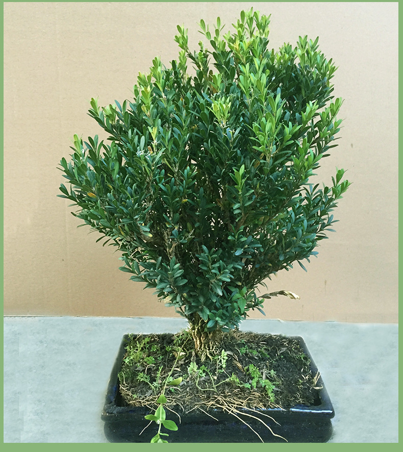 微景观植物基地批发优质小叶黄杨瓜子黄杨豆瓣黄杨办公室盆景