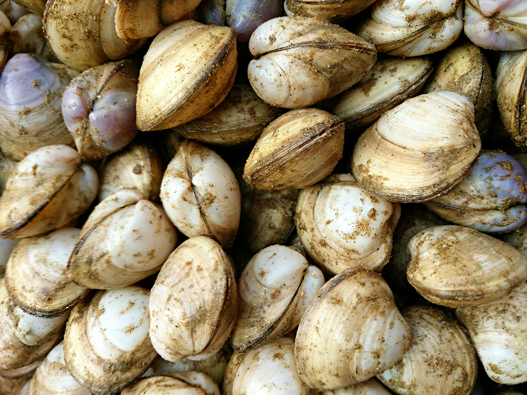 连云港海鲜批发 产地直销 鲜活白蛤新鲜白蛤 水产鲜活贝类