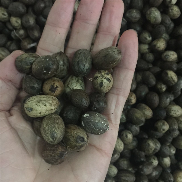 新采收南酸枣种子五眼果品种正宗发芽率高保证质量南酸枣种子批发