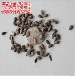 苹果树果树种子