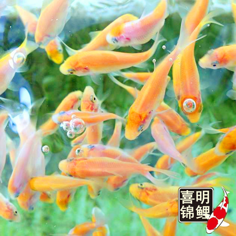 水花成长记录34