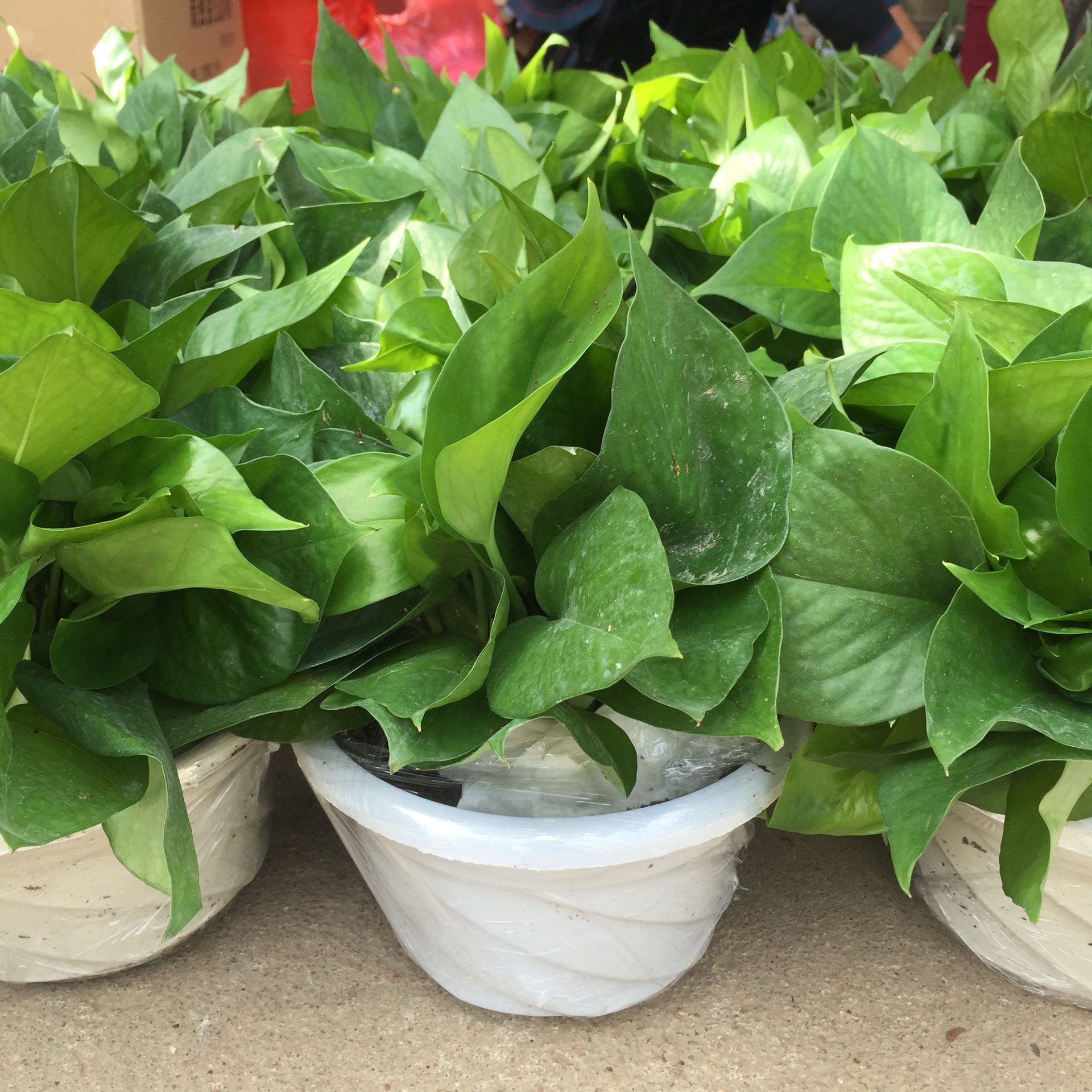 批发优质绿萝 180白盆绿萝 绿航绿萝 爬藤水培绿萝