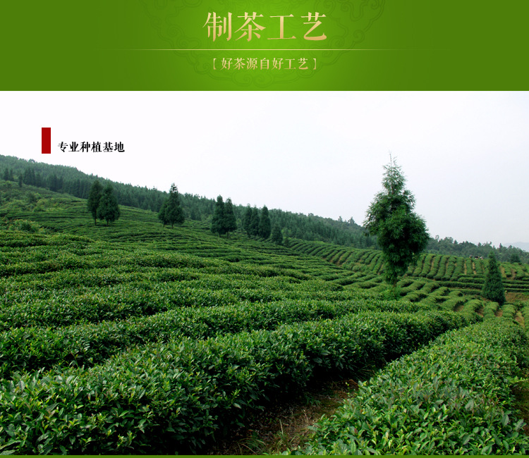 2016新茶叶乐山特产绿茶礼盒包装300g绿茶