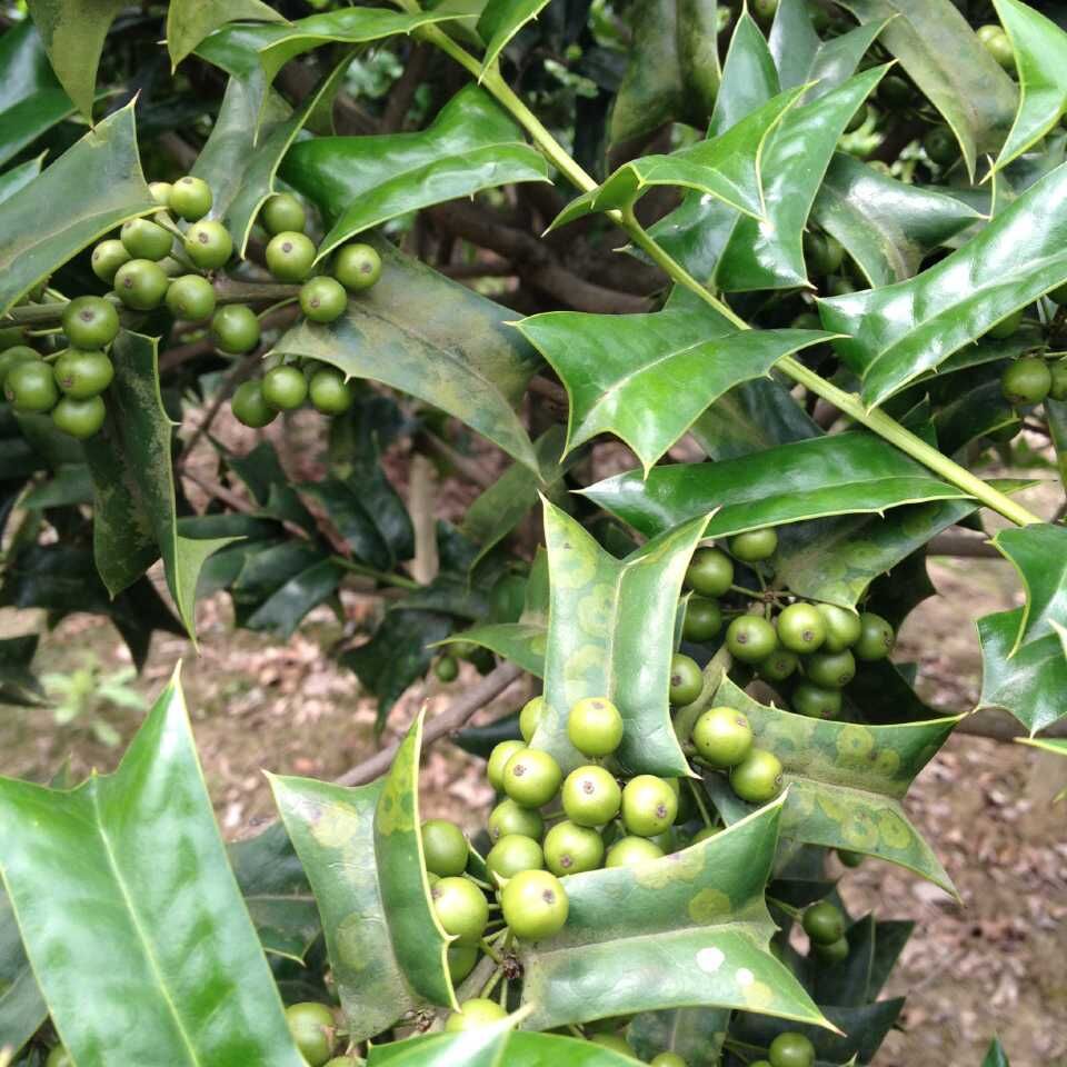 绿化现货多种规格保成活