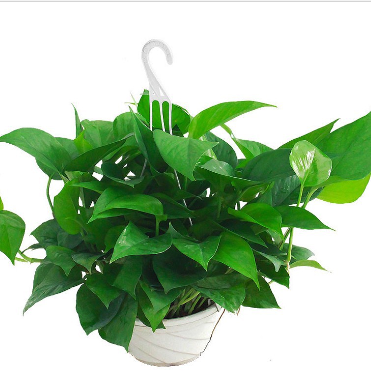 大量批发 室内盆栽植物青叶绿萝 桌面摆放美化环境 苗圃直销发货