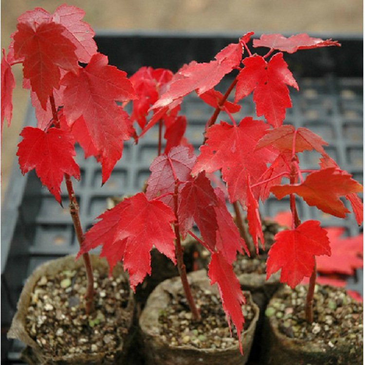 供应日本红枫树苗日本红枫嫁接苗红枫小苗