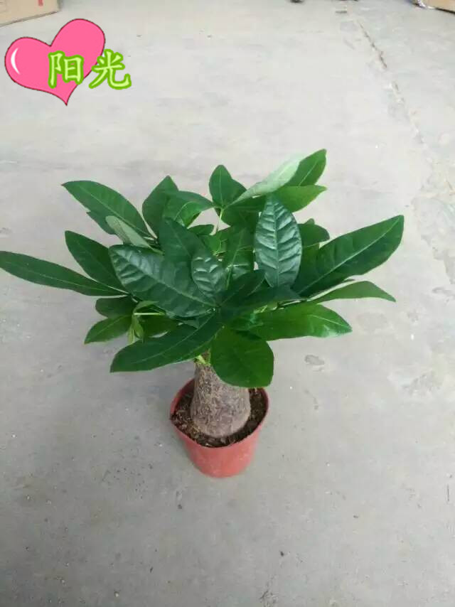 100#单头发财树 (2)