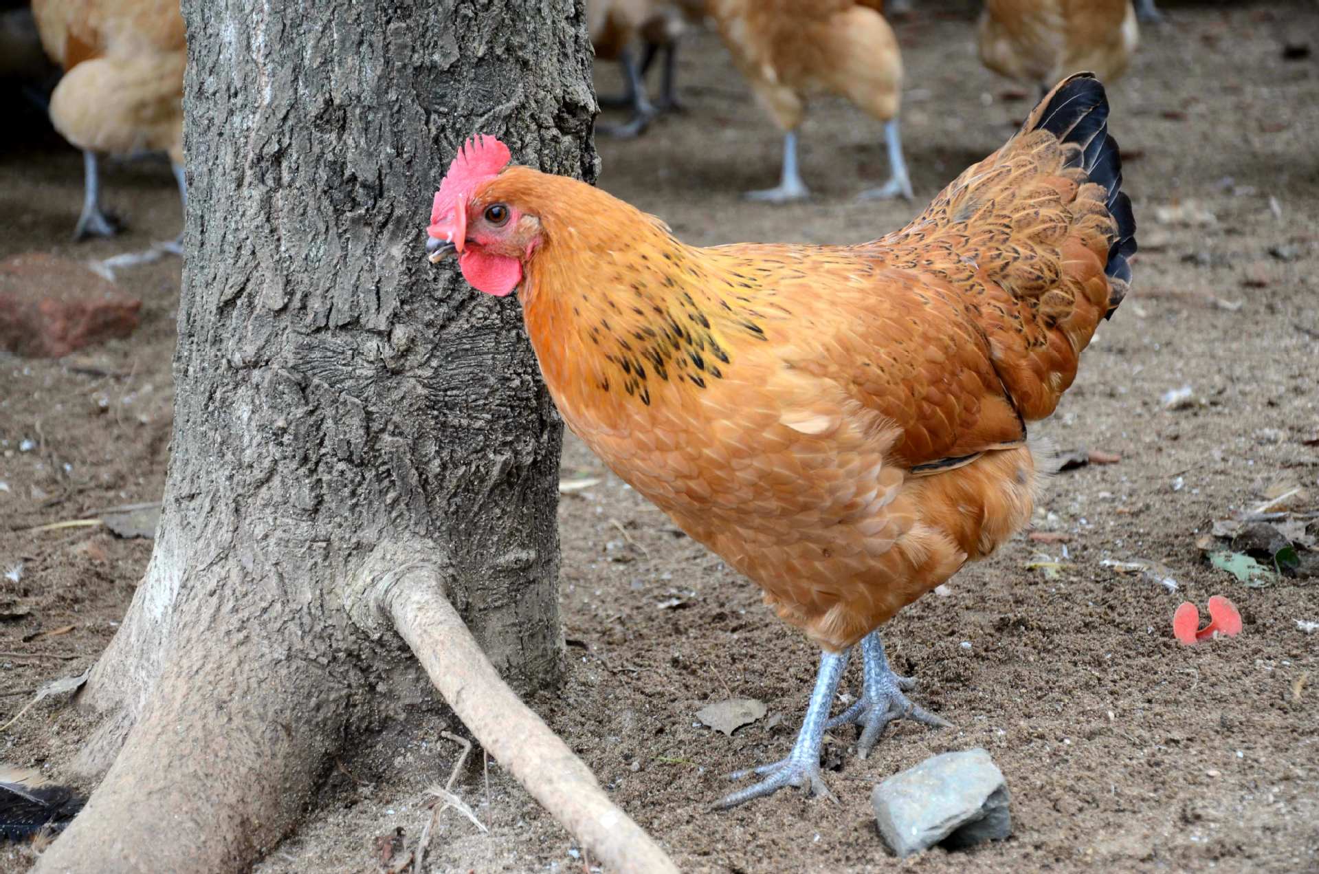 森林散放鸡,健康有机食品