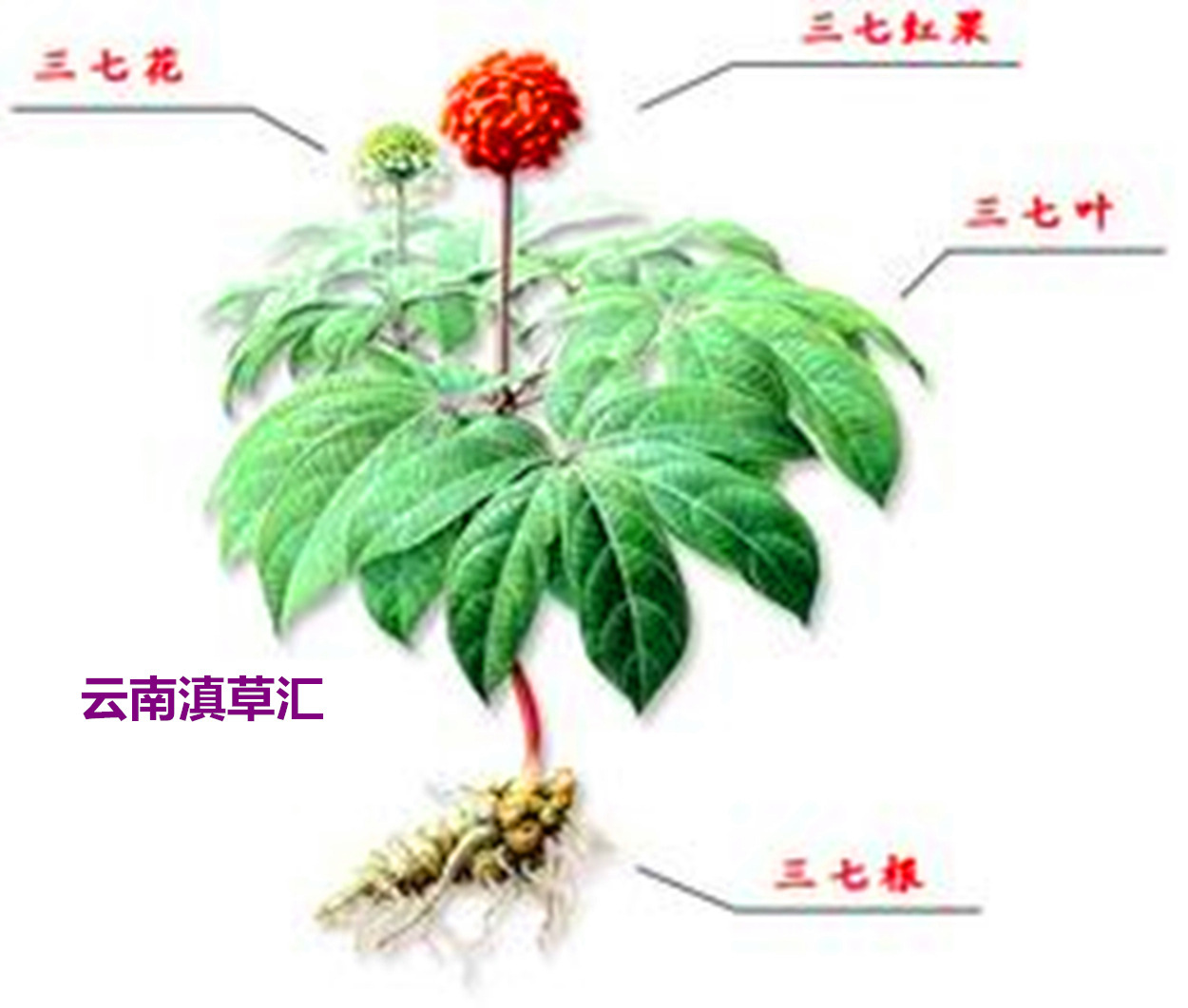 云南文山三七_云南文山三七田七高品质40头本色打腊 批发招代理中药材 - 阿里巴巴