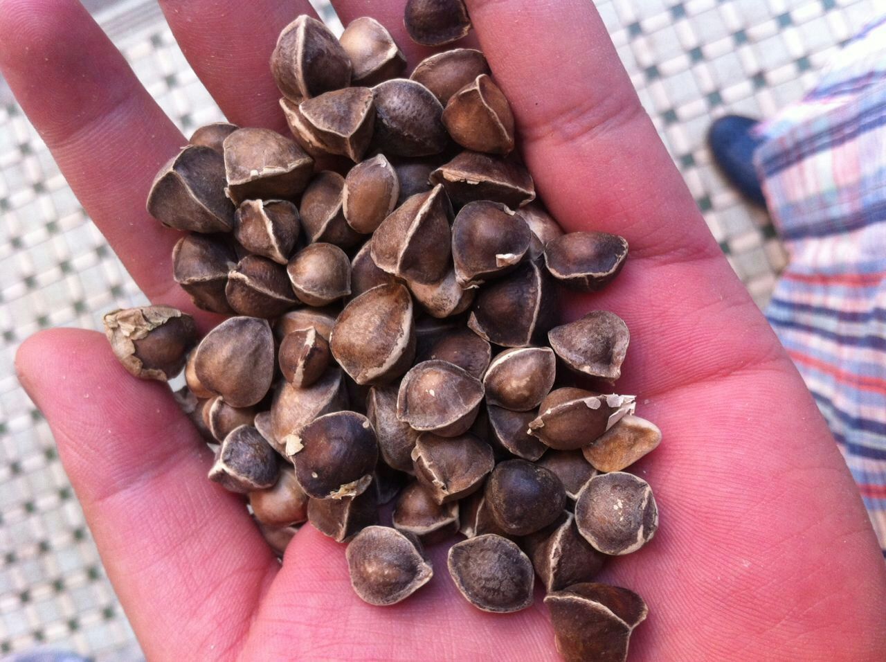 非洲辣木籽 精选大粒饱满 品质保证 印度