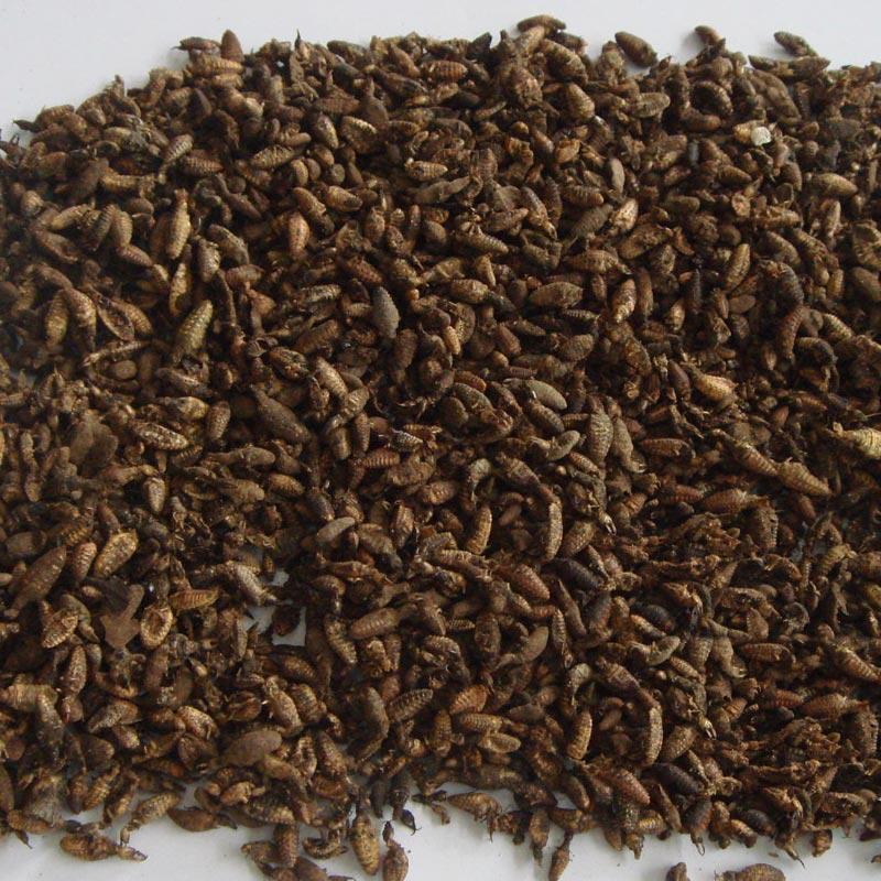 金沙牛清水金砂牛砂牛虫蚂岭虫地牯牛蚁狮30克起包邮珍宏昊