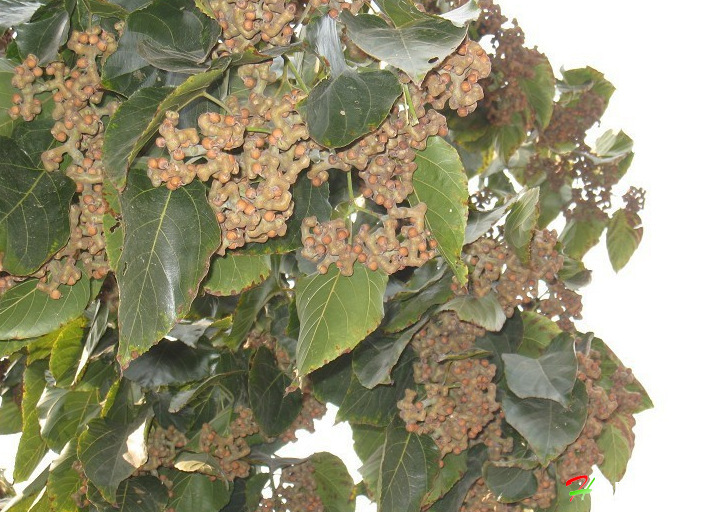 拐枣---2015最具发展潜力的绿化苗木品种.