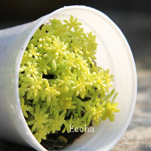 黄金万年草黄金丸叶万年草佛甲草精美护盆草多肉植物