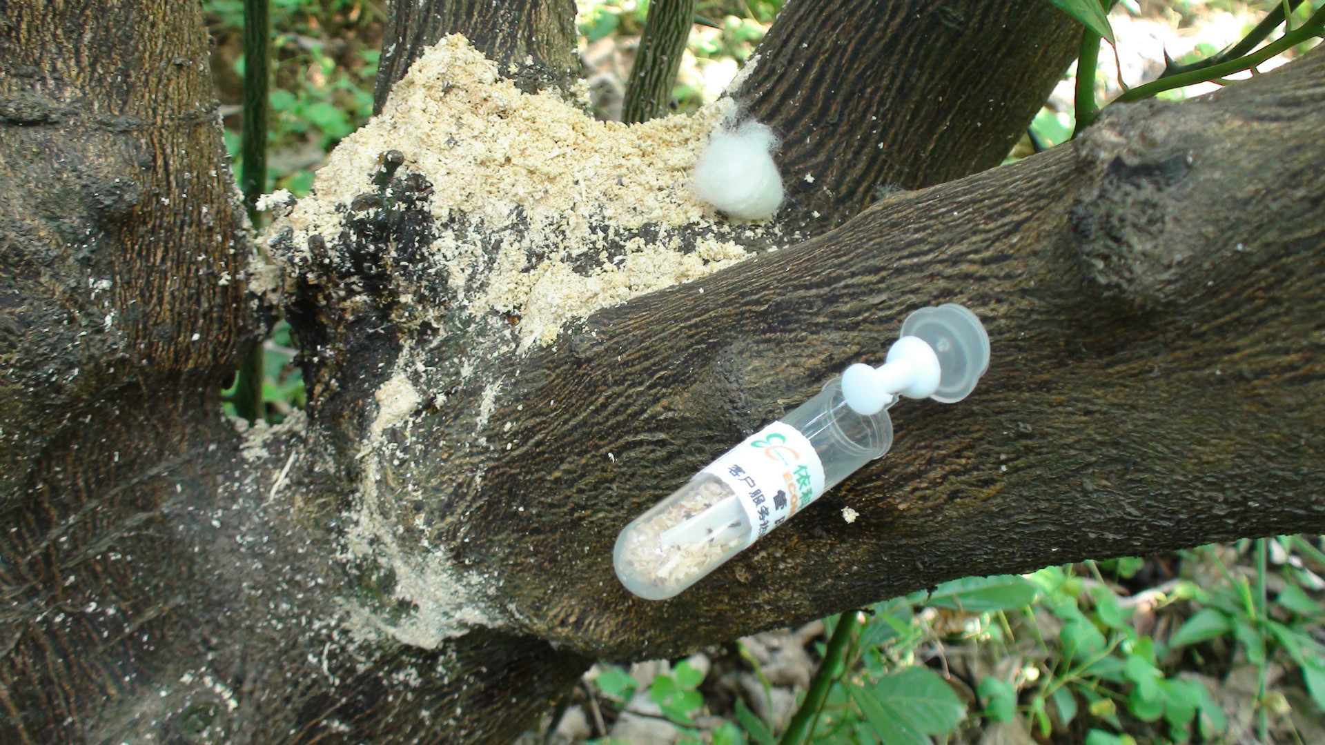 祥虫管氏肿腿蜂