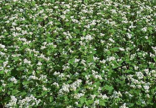 名称】tartary buckwheat extract 【产品别称】苦荞,荞叶七,野兰荞