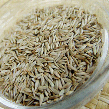 熟生菜子 白生菜籽 生菜籽  菜籽