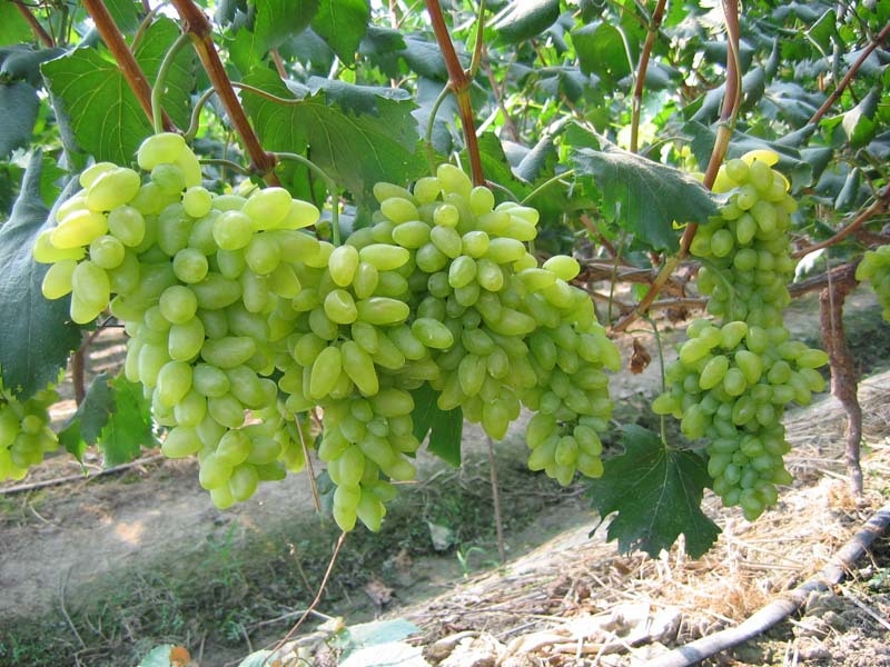 供应自产健康优质葡萄苗木提子