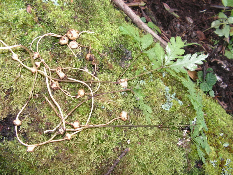 珠儿参/鸡腰身/白地瓜/珠子参提取物 优质原料萃取