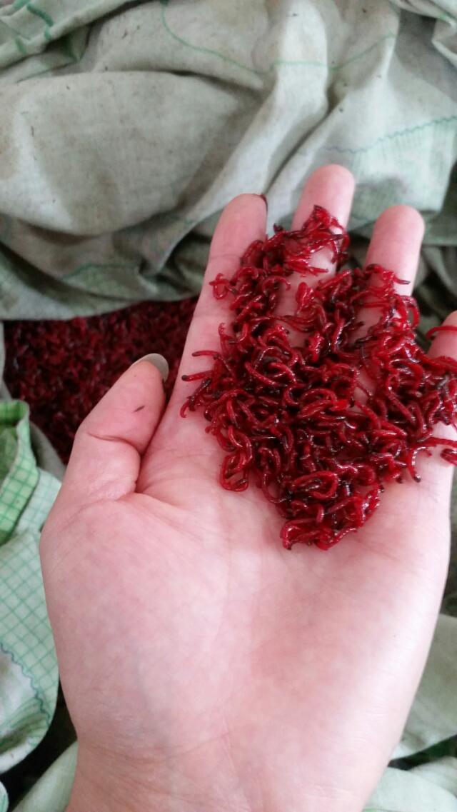 天津红虫新鲜特大号 新鲜小号公虫母虫出来了 快快抢购了 亲