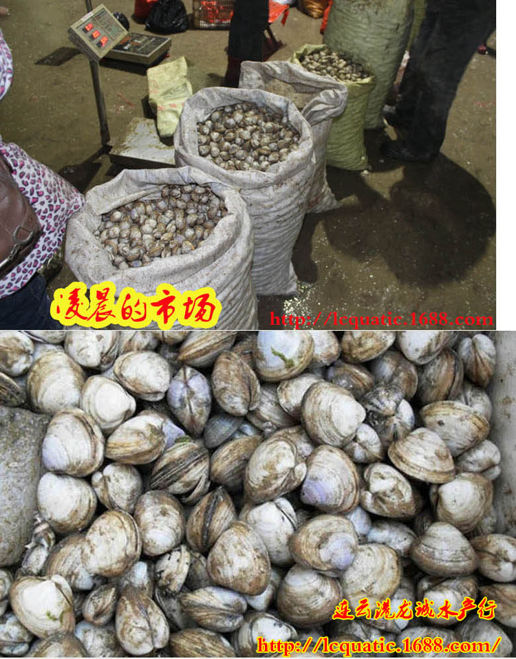 连云港海鲜批发 产地直销 鲜活白蛤蜊 新鲜蛤蜊 水产 鲜.