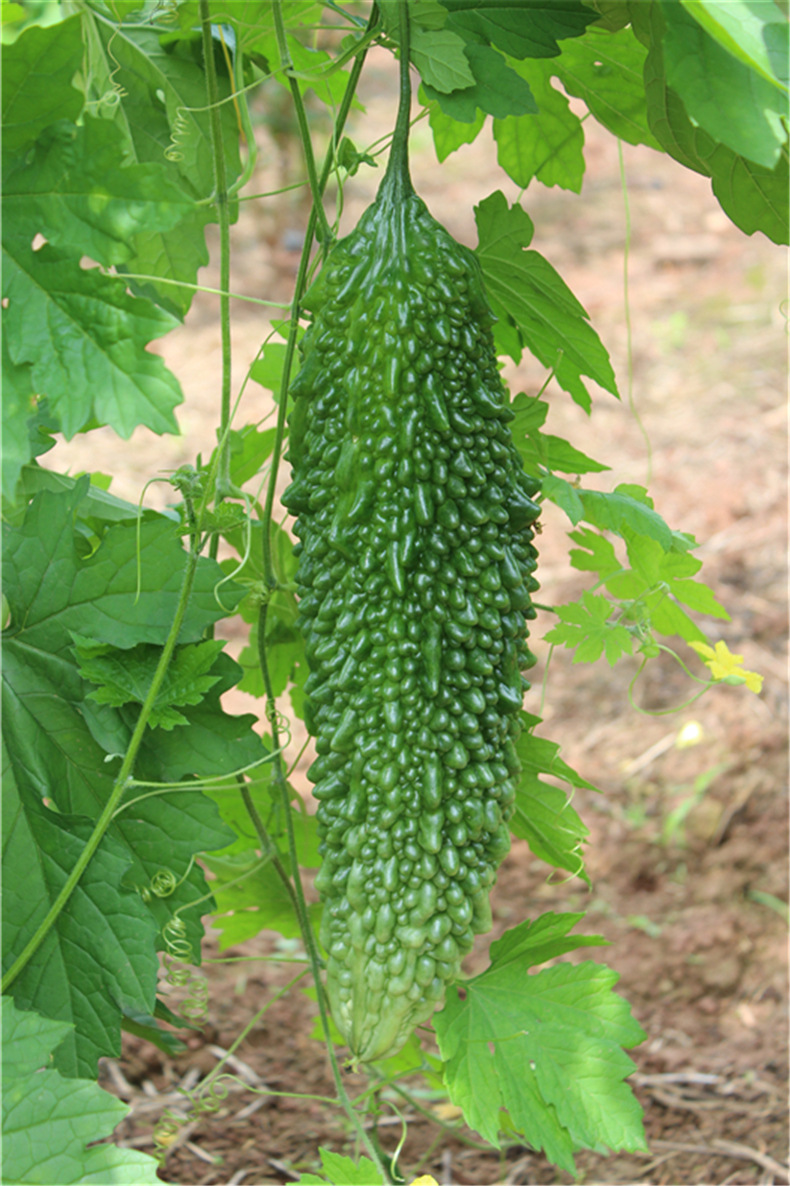 天然有机蔬菜黑苦瓜 优质新品蔬菜基地农场** 批发