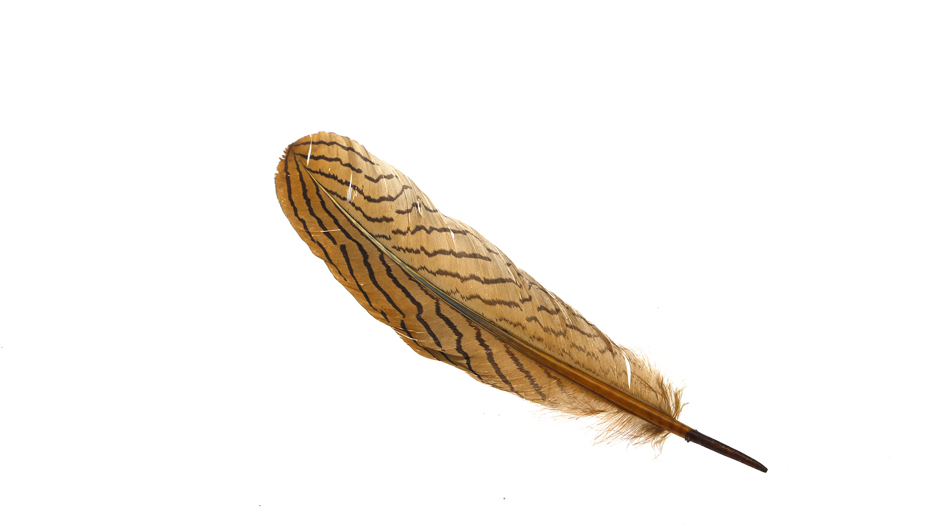 彩色鸵鸟羽毛 精密羽毛 高质量鸵鸟毛 厂家直销 低价促销 - 纺织材料