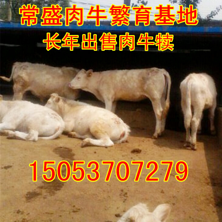 七台河职业学院_七台河养奶牛收入多少(2)