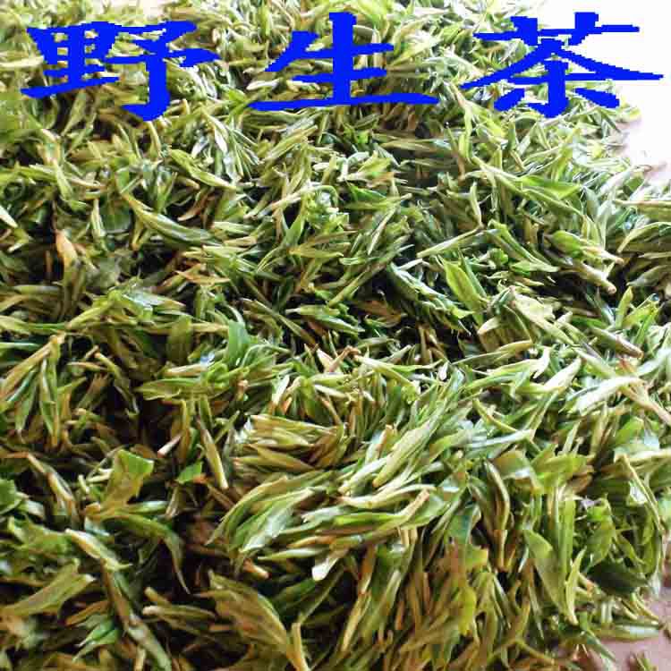 天然野生茶云南普洱茶野茶饼原始森林里的野茶大山老林野生茶批.
