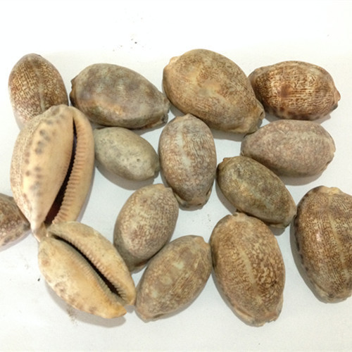 紫贝齿中药材批发广东省公司紫贝齿文贝