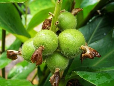 草寇 调味香料草寇 火锅香辛料草豆蔻 500克老寇