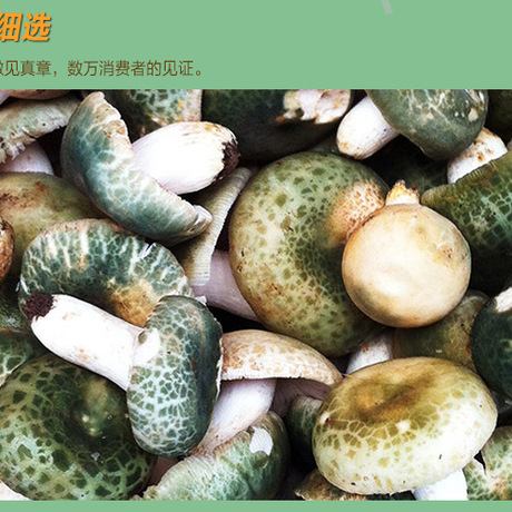 青菇 青头菇 特级青头菇 云南青头菇 产地批发青头菇量大优惠